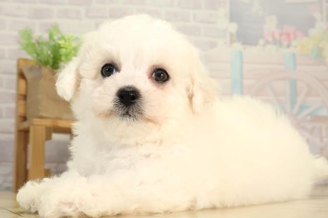 東京都のビションフリーゼ (Coo&RIKU板橋店/2026年2月25日生まれ/女の子/ホワイト)の子犬の3枚目の画像