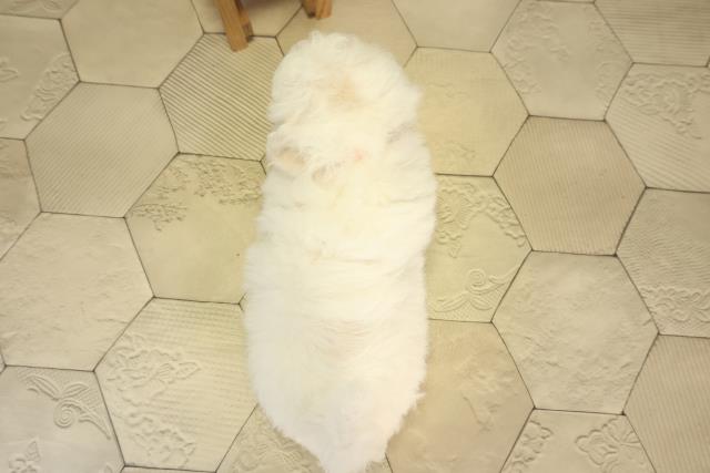 東京都のビションフリーゼ (Coo&RIKU板橋店/2026年2月25日生まれ/女の子/ホワイト)の子犬の4枚目の画像