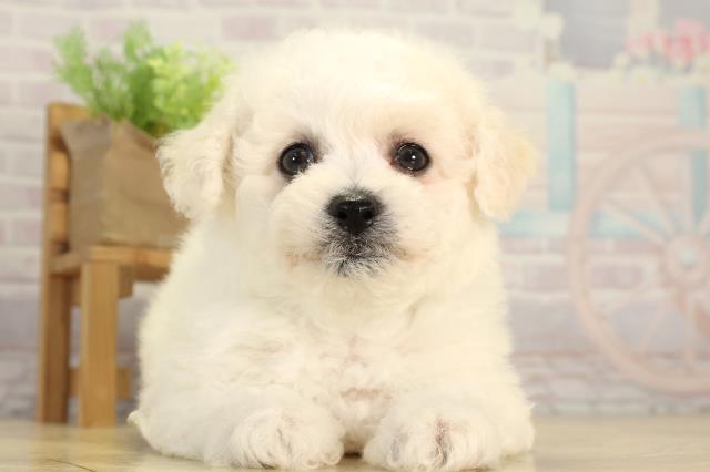 栃木県のビションフリーゼ (Coo&RIKU宇都宮店/2026年2月25日生まれ/男の子/ホワイト)の子犬の1枚目の画像