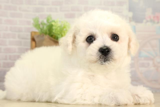 栃木県のビションフリーゼ (Coo&RIKU宇都宮店/2026年2月25日生まれ/男の子/ホワイト)の子犬の2枚目の画像