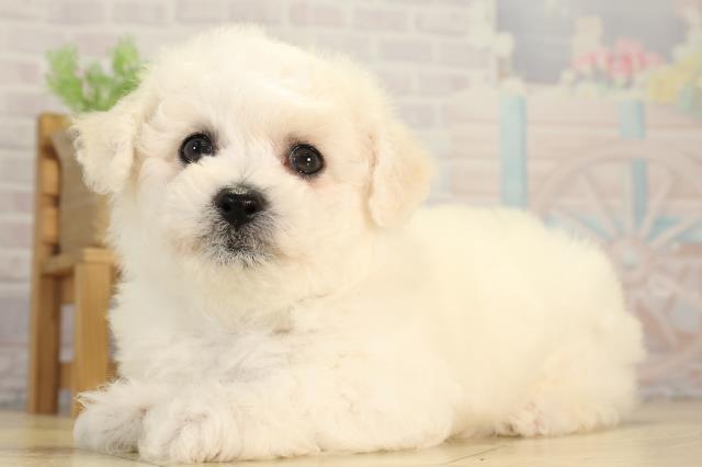 栃木県のビションフリーゼ (Coo&RIKU宇都宮店/2026年2月25日生まれ/男の子/ホワイト)の子犬の3枚目の画像