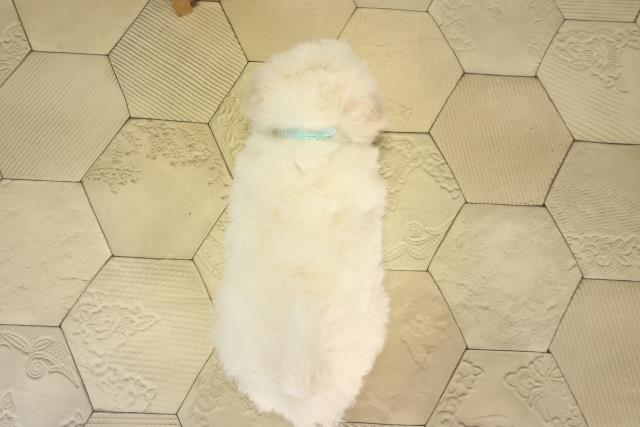 栃木県のビションフリーゼ (Coo&RIKU宇都宮店/2026年2月25日生まれ/男の子/ホワイト)の子犬の4枚目の画像