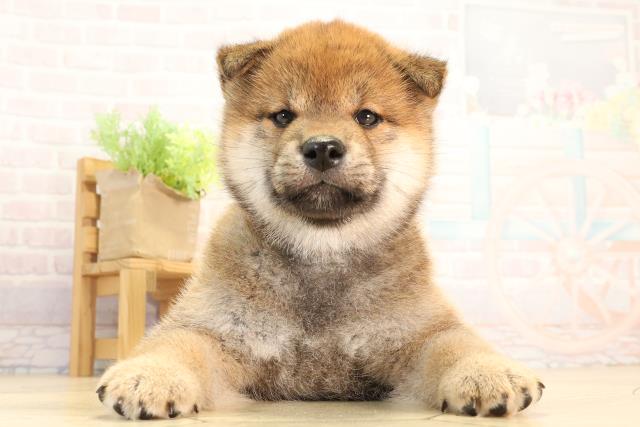 神奈川県の柴犬(標準サイズ) (Coo&RIKU横浜港南台店/2026年2月24日生まれ/男の子/赤)の子犬の1枚目の画像