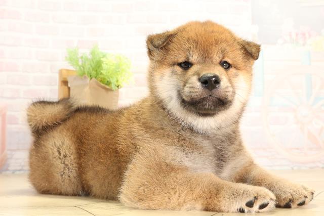 神奈川県の柴犬(標準サイズ) (Coo&RIKU横浜港南台店/2026年2月24日生まれ/男の子/赤)の子犬の2枚目の画像