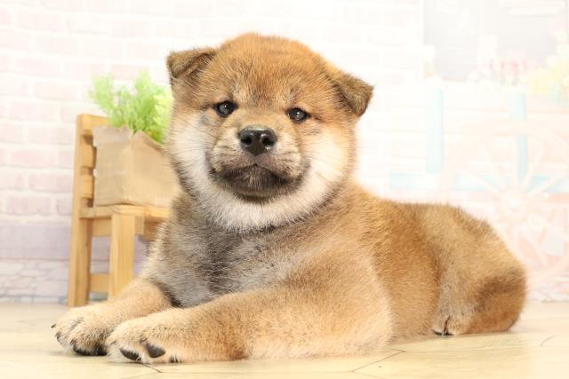 神奈川県の柴犬(標準サイズ) (Coo&RIKU横浜港南台店/2026年2月24日生まれ/男の子/赤)の子犬の3枚目の画像