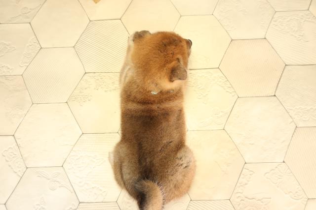 神奈川県の柴犬(標準サイズ) (Coo&RIKU横浜港南台店/2026年2月24日生まれ/男の子/赤)の子犬の4枚目の画像