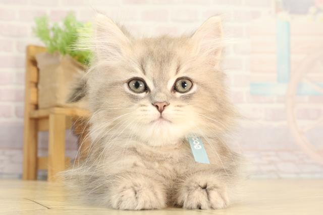 岐阜県のミヌエット (Coo&RIKU岐阜店/2026年2月15日生まれ/男の子/ブルータビー)の子猫の1枚目の画像