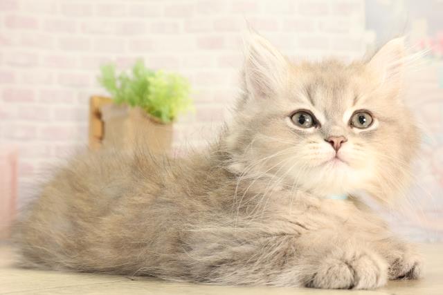 岐阜県のミヌエット (Coo&RIKU岐阜店/2026年2月15日生まれ/男の子/ブルータビー)の子猫の2枚目の画像