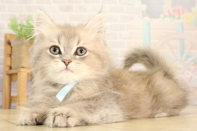 岐阜県のミヌエット (Coo&RIKU岐阜店/2026年2月15日生まれ/男の子/ブルータビー)の子猫の3枚目の画像