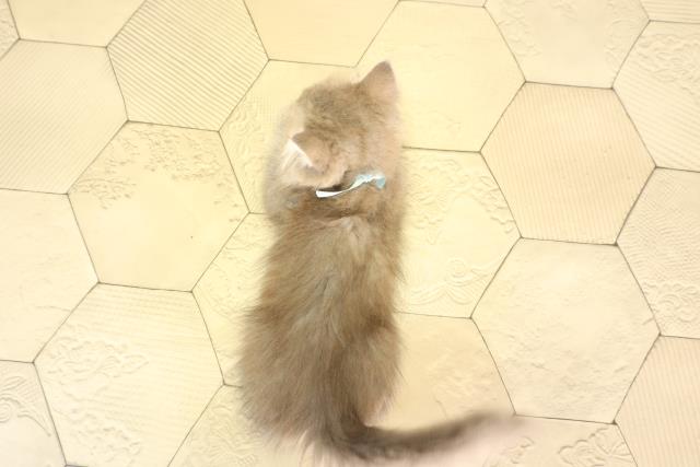 岐阜県のミヌエット (Coo&RIKU岐阜店/2026年2月15日生まれ/男の子/ブルータビー)の子猫の4枚目の画像