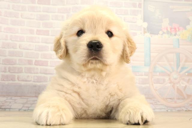 岐阜県のゴールデンレトリバー (Coo&RIKU岐南店/2026年2月25日生まれ/女の子/クリーム)の子犬の1枚目の画像