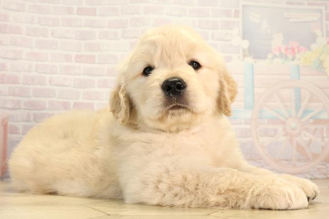 岐阜県のゴールデンレトリバー (Coo&RIKU岐南店/2026年2月25日生まれ/女の子/クリーム)の子犬の2枚目の画像