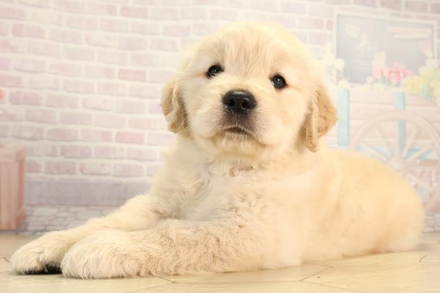 岐阜県のゴールデンレトリバー (Coo&RIKU岐南店/2026年2月25日生まれ/女の子/クリーム)の子犬の3枚目の画像