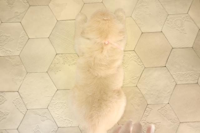 岐阜県のゴールデンレトリバー (Coo&RIKU岐南店/2026年2月25日生まれ/女の子/クリーム)の子犬の4枚目の画像