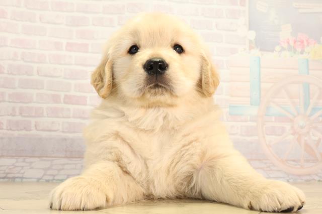 岐阜県のゴールデンレトリバー (Coo&RIKU岐阜店/2026年2月25日生まれ/男の子/クリーム)の子犬の1枚目の画像