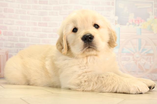 岐阜県のゴールデンレトリバー (Coo&RIKU岐阜店/2026年2月25日生まれ/男の子/クリーム)の子犬の2枚目の画像