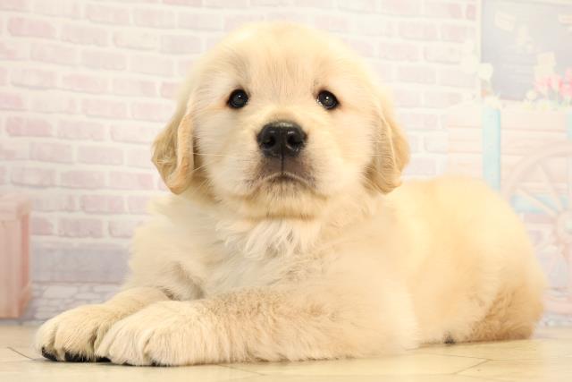 岐阜県のゴールデンレトリバー (Coo&RIKU岐阜店/2026年2月25日生まれ/男の子/クリーム)の子犬の3枚目の画像