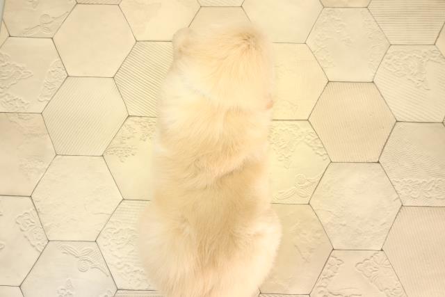 岐阜県のゴールデンレトリバー (Coo&RIKU岐阜店/2026年2月25日生まれ/男の子/クリーム)の子犬の4枚目の画像