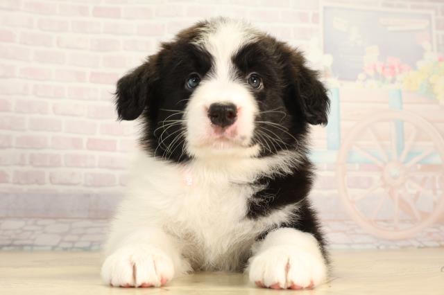 岐阜県のボーダーコリー (Coo&RIKU岐南店/2026年2月25日生まれ/女の子/ブラックホワイト)の子犬の1枚目の画像