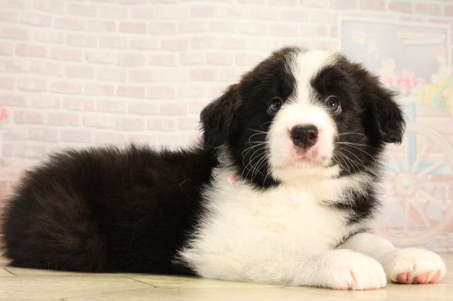 岐阜県のボーダーコリー (Coo&RIKU岐南店/2026年2月25日生まれ/女の子/ブラックホワイト)の子犬の2枚目の画像