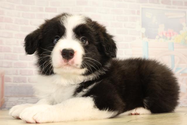 岐阜県のボーダーコリー (Coo&RIKU岐南店/2026年2月25日生まれ/女の子/ブラックホワイト)の子犬の3枚目の画像
