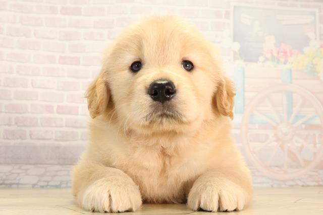 ゴールデン・レトリバー