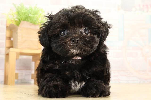 東京都のマルプー(マルチーズ×プードル) (Coo&RIKU浅草店/2026年2月24日生まれ/女の子/グレー)の子犬の1枚目の画像