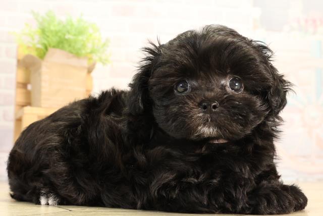 東京都のマルプー(マルチーズ×プードル) (Coo&RIKU浅草店/2026年2月24日生まれ/女の子/グレー)の子犬の2枚目の画像