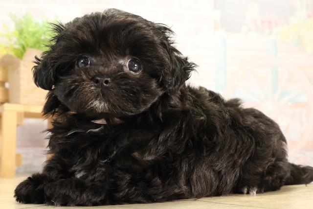 東京都のマルプー(マルチーズ×プードル) (Coo&RIKU浅草店/2026年2月24日生まれ/女の子/グレー)の子犬の3枚目の画像