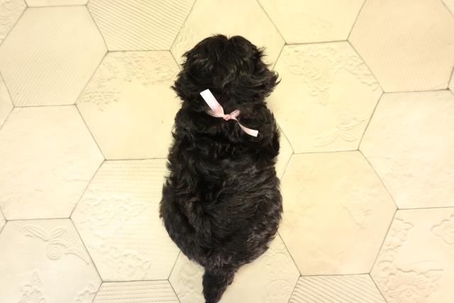 東京都のマルプー(マルチーズ×プードル) (Coo&RIKU浅草店/2026年2月24日生まれ/女の子/グレー)の子犬の4枚目の画像