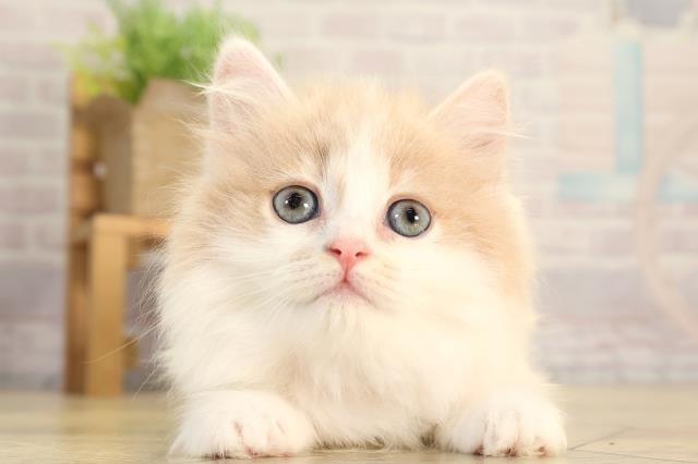 岐阜県のミヌエット (Coo&RIKU各務原店/2026年2月20日生まれ/女の子/クリームタビーホワイト)の子猫の1枚目の画像