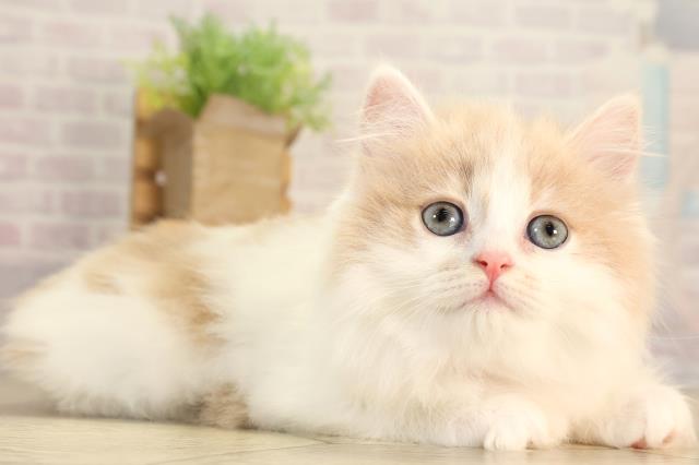 岐阜県のミヌエット (Coo&RIKU各務原店/2026年2月20日生まれ/女の子/クリームタビーホワイト)の子猫の2枚目の画像