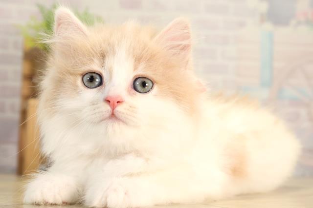 岐阜県のミヌエット (Coo&RIKU各務原店/2026年2月20日生まれ/女の子/クリームタビーホワイト)の子猫の3枚目の画像