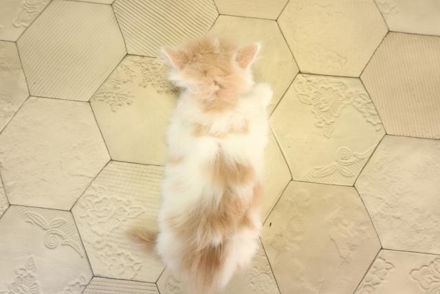 岐阜県のミヌエット (Coo&RIKU各務原店/2026年2月20日生まれ/女の子/クリームタビーホワイト)の子猫の4枚目の画像