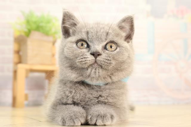 岐阜県のブリティッシュショートヘアー (Coo&RIKU岐南店/2026年2月16日生まれ/男の子/ブルー)の子猫の1枚目の画像