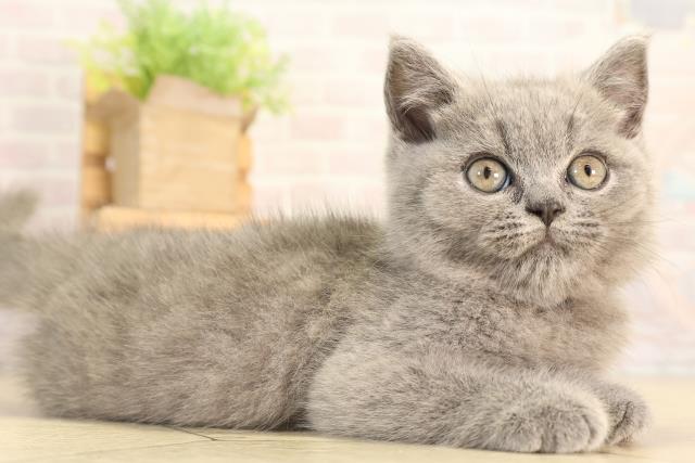 岐阜県のブリティッシュショートヘアー (Coo&RIKU岐南店/2026年2月16日生まれ/男の子/ブルー)の子猫の2枚目の画像
