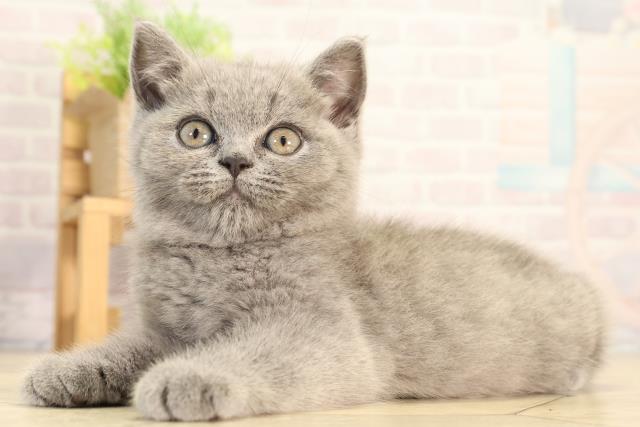 岐阜県のブリティッシュショートヘアー (Coo&RIKU岐南店/2026年2月16日生まれ/男の子/ブルー)の子猫の3枚目の画像