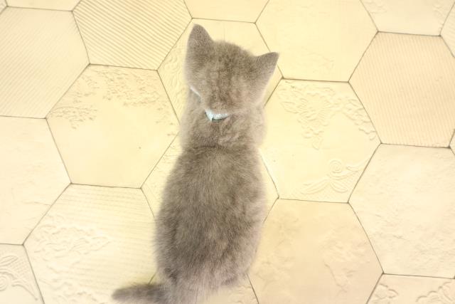 岐阜県のブリティッシュショートヘアー (Coo&RIKU岐南店/2026年2月16日生まれ/男の子/ブルー)の子猫の4枚目の画像