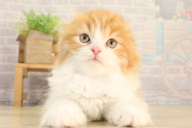 愛知県のスコティッシュフォールド (Coo&RIKU春日井店/2026年2月25日生まれ/男の子/レッドタビーホワイト)の子猫の1枚目の画像