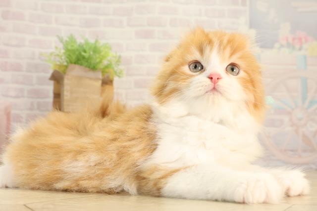 愛知県のスコティッシュフォールド (Coo&RIKU春日井店/2026年2月25日生まれ/男の子/レッドタビーホワイト)の子猫の2枚目の画像