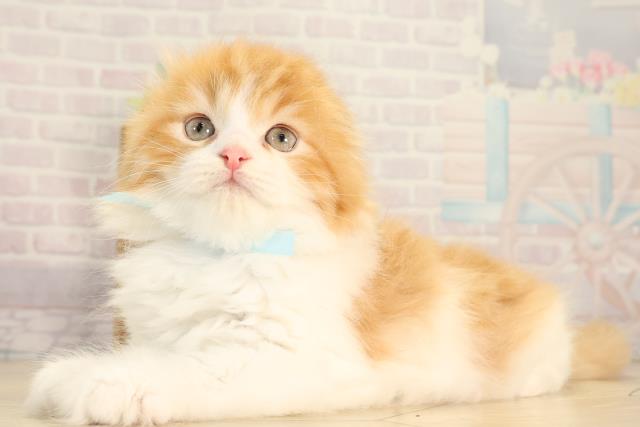 愛知県のスコティッシュフォールド (Coo&RIKU春日井店/2026年2月25日生まれ/男の子/レッドタビーホワイト)の子猫の3枚目の画像