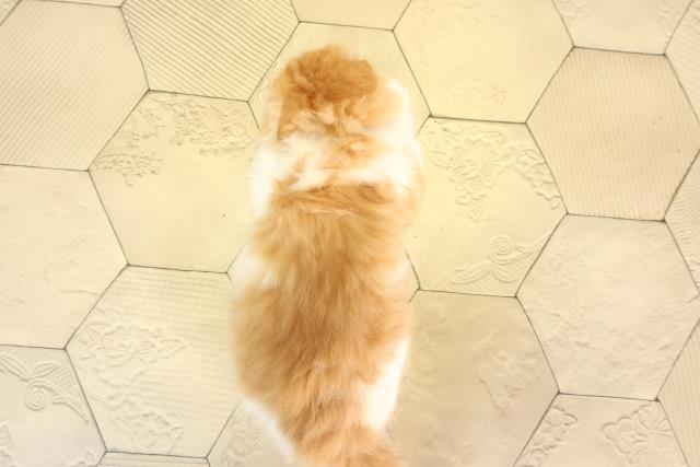 愛知県のスコティッシュフォールド (Coo&RIKU春日井店/2026年2月25日生まれ/男の子/レッドタビーホワイト)の子猫の4枚目の画像