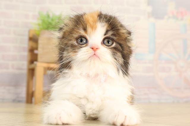 東京都のスコティッシュフォールド (Coo&RIKU武蔵小山店/2026年2月24日生まれ/女の子/キャリコ)の子猫の1枚目の画像