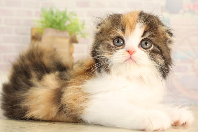 東京都のスコティッシュフォールド (Coo&RIKU武蔵小山店/2026年2月24日生まれ/女の子/キャリコ)の子猫の2枚目の画像
