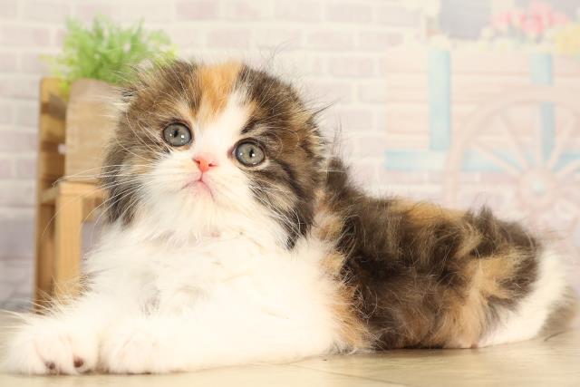 東京都のスコティッシュフォールド (Coo&RIKU武蔵小山店/2026年2月24日生まれ/女の子/キャリコ)の子猫の3枚目の画像