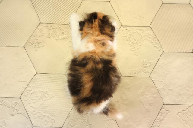 東京都のスコティッシュフォールド (Coo&RIKU武蔵小山店/2026年2月24日生まれ/女の子/キャリコ)の子猫の4枚目の画像