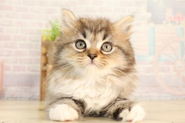 神奈川県のラガマフィン (Coo&RIKU平塚店/2026年2月21日生まれ/女の子/ブラウンタビーホワイト)の子猫の1枚目の画像