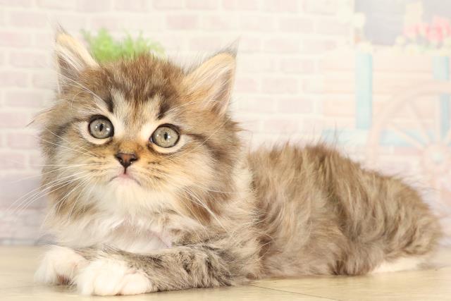 神奈川県のラガマフィン (Coo&RIKU平塚店/2026年2月21日生まれ/女の子/ブラウンタビーホワイト)の子猫の3枚目の画像