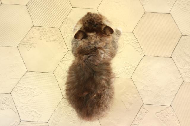 神奈川県のラガマフィン (Coo&RIKU平塚店/2026年2月21日生まれ/女の子/ブラウンタビーホワイト)の子猫の4枚目の画像