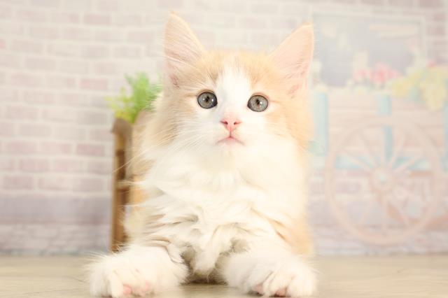 東京都のノルウェージャンフォレストキャット (Coo&RIKU武蔵小山店/2026年2月24日生まれ/男の子/クリームタビーホワイト)の子猫の1枚目の画像